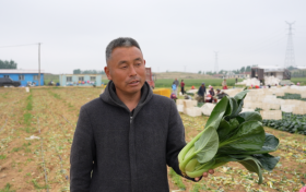 一肥六效，鲁花花生肽肥的化肥替代之路