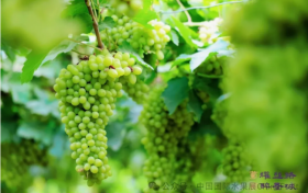 “吐鲁番的葡萄熟了” 2026吐鲁番葡萄季启动暨产销对接活动圆满举行