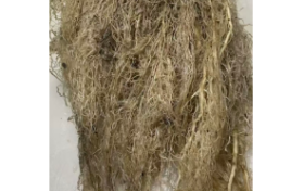 告别激素生根！美国进口阿洛糖，新一代能量型生根增效原料