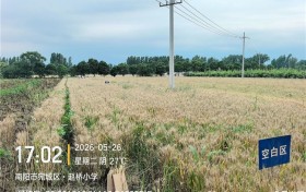 南阳市宛城区小麦田间试验烤种及取样测产工作圆满收官