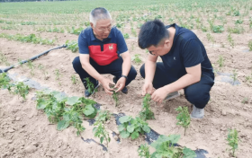 乡合：技术赋能套种难题，精准服务赢得信赖